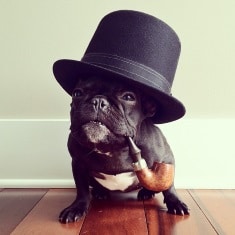 Trotter