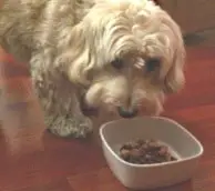 Kobi - Mahlzeitenmixer für Hunde