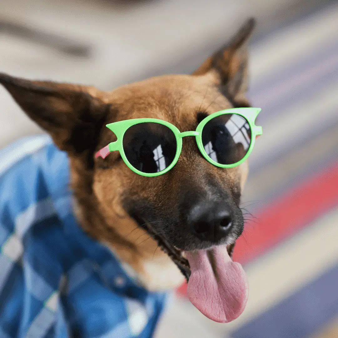Hundesicherheit für Sommerpartys