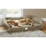orvis large dog bed