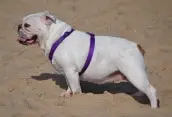 The Bulldog - cute, stocky breed puts a smile on our face! Dogsized