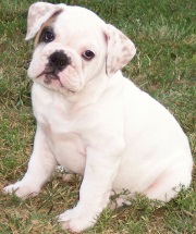 Zoe the Bulldog