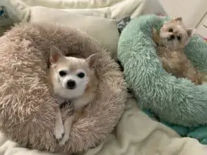 pet bed for little dogs