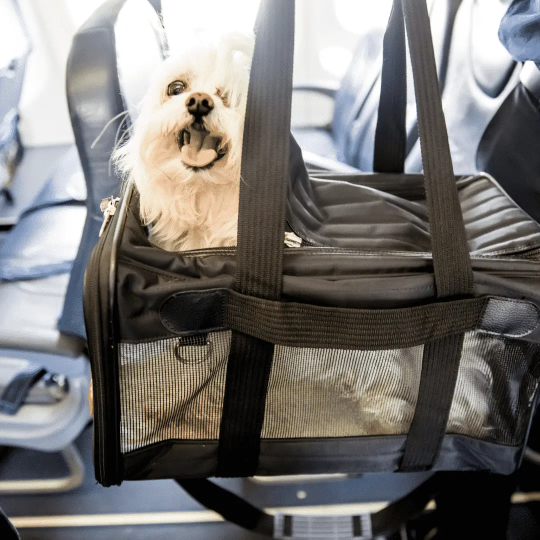 Top 5 FAA Approved Dog Carriers