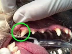 Dog Teeth Cleaning - Our Dog's First Experience Dogsized