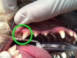 Dog Teeth Cleaning