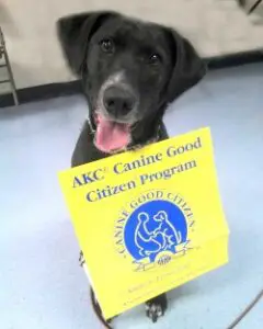 Canine Good Citizen Test - CGC Program