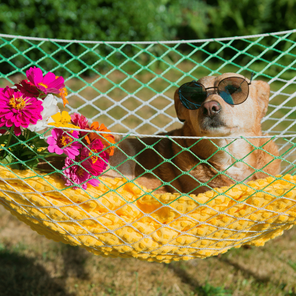 Dog Sunscreen