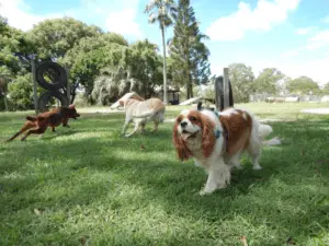 town and country dog boarding - three dogs