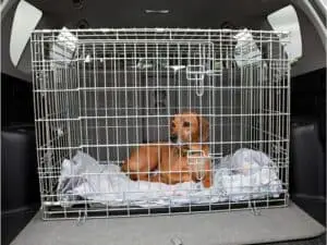 Dog in Car Crate