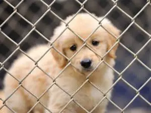 Chiot dans une cage pour chien