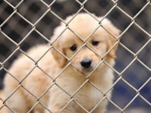 Puppy in Dog Crate