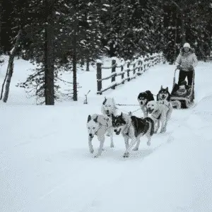 Mush Dog Sled