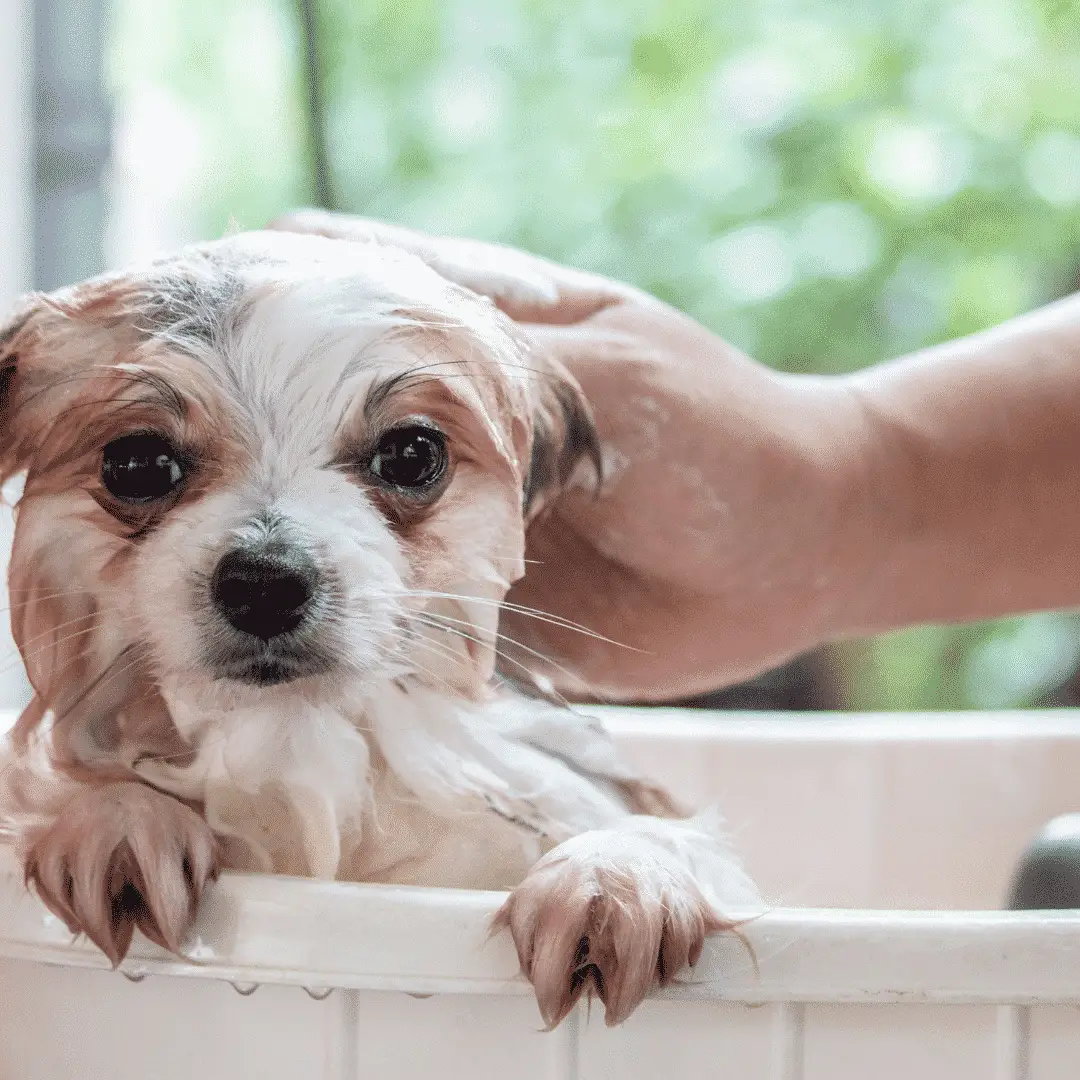 Shampooing pour chiens