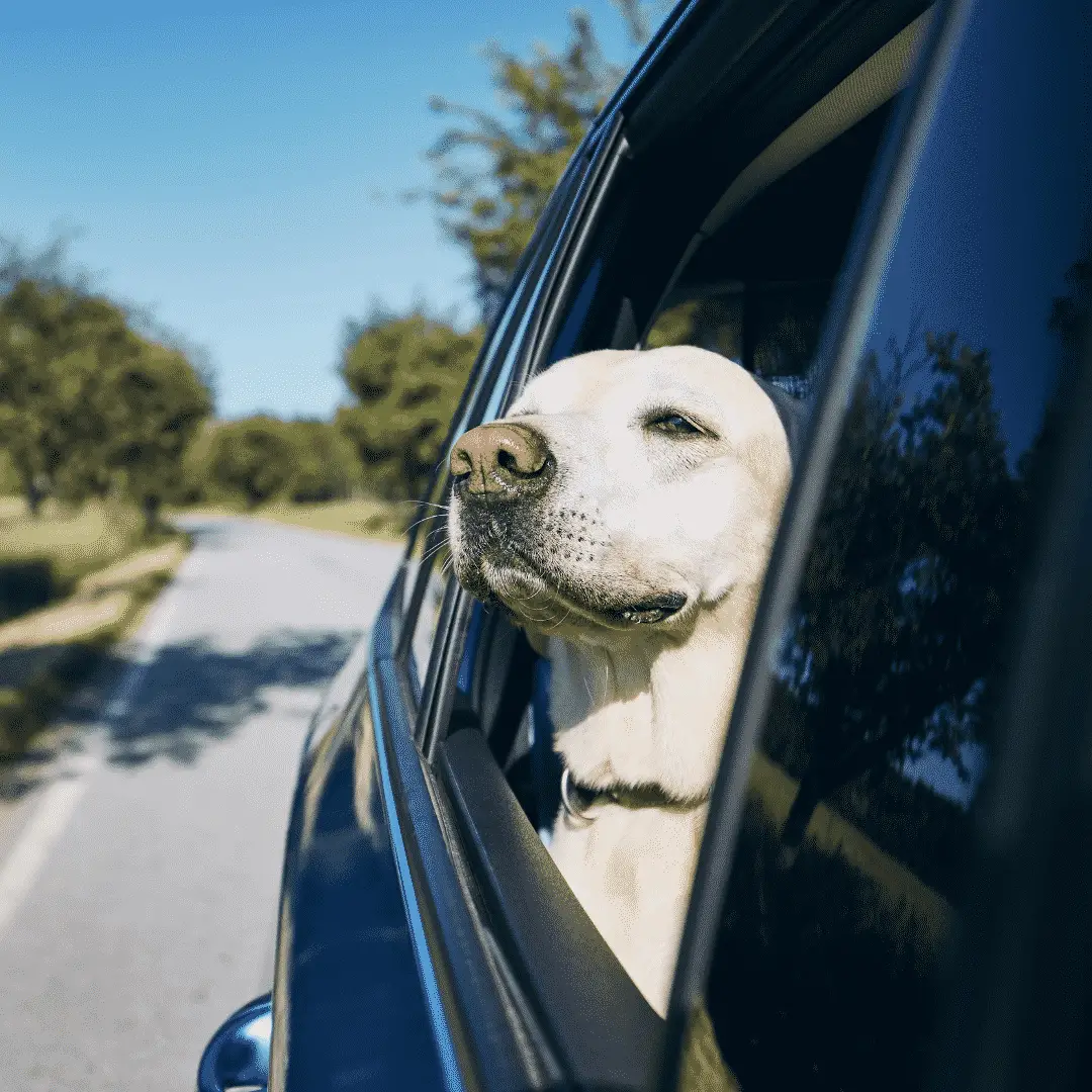 Dog Car Travel