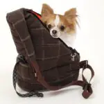 The Best Dog Bags and Carriers Dogsized