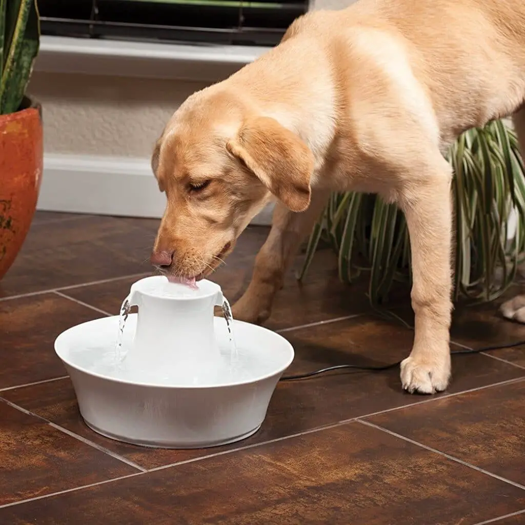 Pet Fountain: The Latest In Design and Clean Water