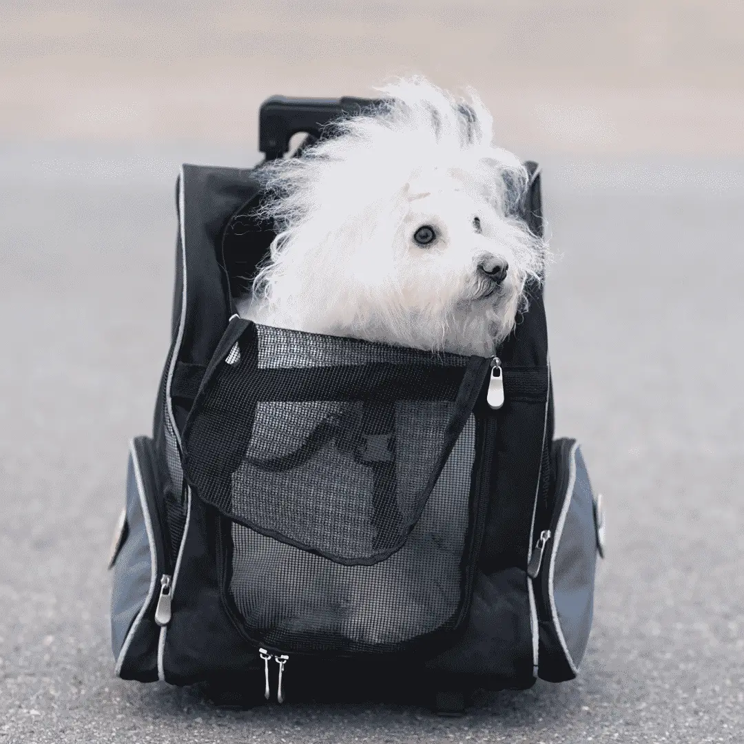 Hunderucksack - eine tolle Möglichkeit, Ihren Hund zu transportieren!