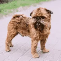 Brussels Griffon - Toy Dogs - Smallest Dog Breeds	Toy Dog Breeds ; medium dog breeds ; medium sized dog breeds ; big dog breeds ; dog sizes