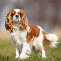 Épagneul cavalier King Charles - Chiens de compagnie