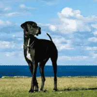 Deutsche Dogge - Riesenhunde - Große Hunde - Große Hunderassen - Große Hunderassen