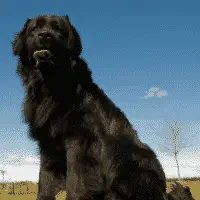 Newfoundland - Giant Dogs