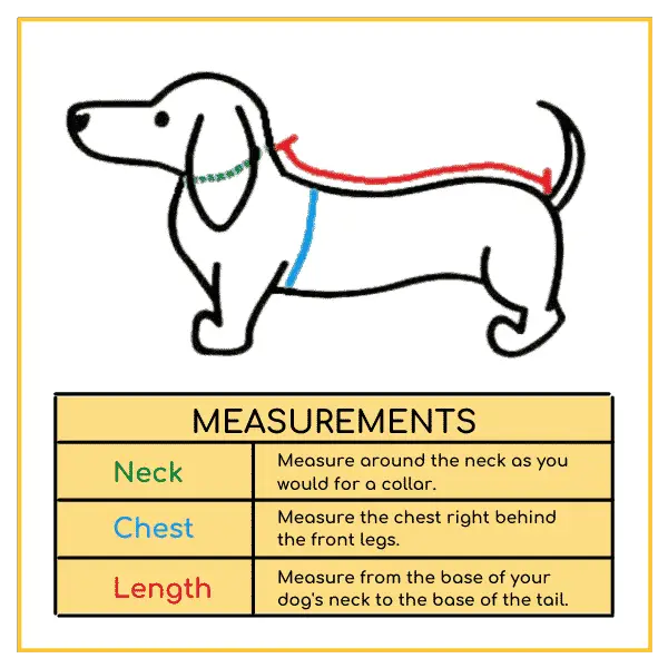 The Ultimate Dog Size Guide - Dogsized