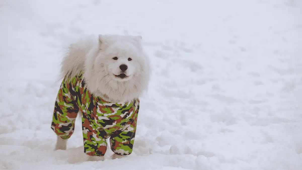 When Should Your Dog Wear Winter Dog Coats?