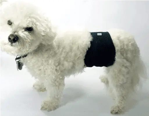Dog wearing a belly band