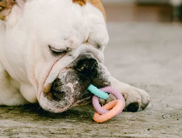 Amazing Dog Products and The Key To What We Love