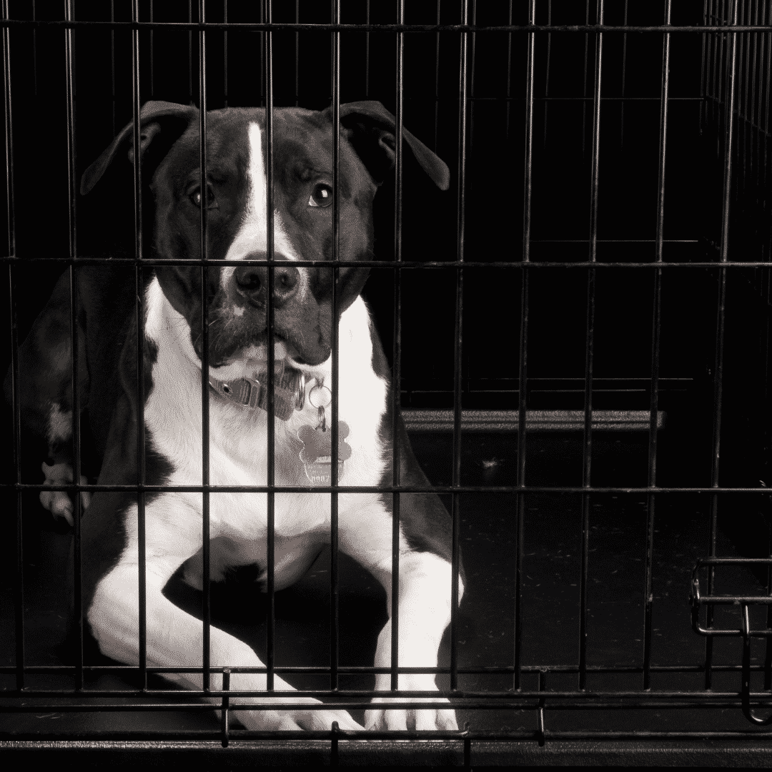 how big a crate does a 60 pound dog need