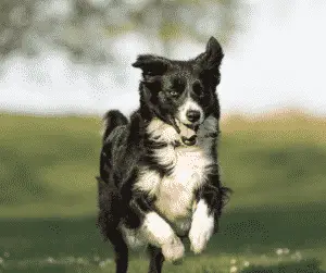 dog treadmill