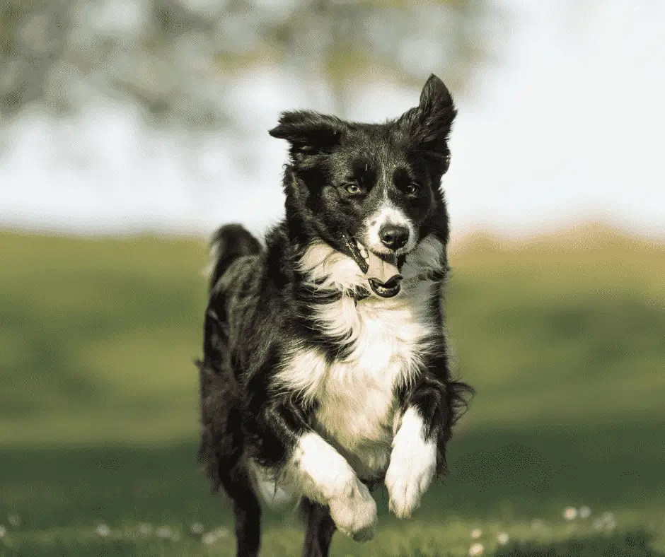 Courir avec des chiens - Quelle bonne façon de faire plusieurs choses à la fois !