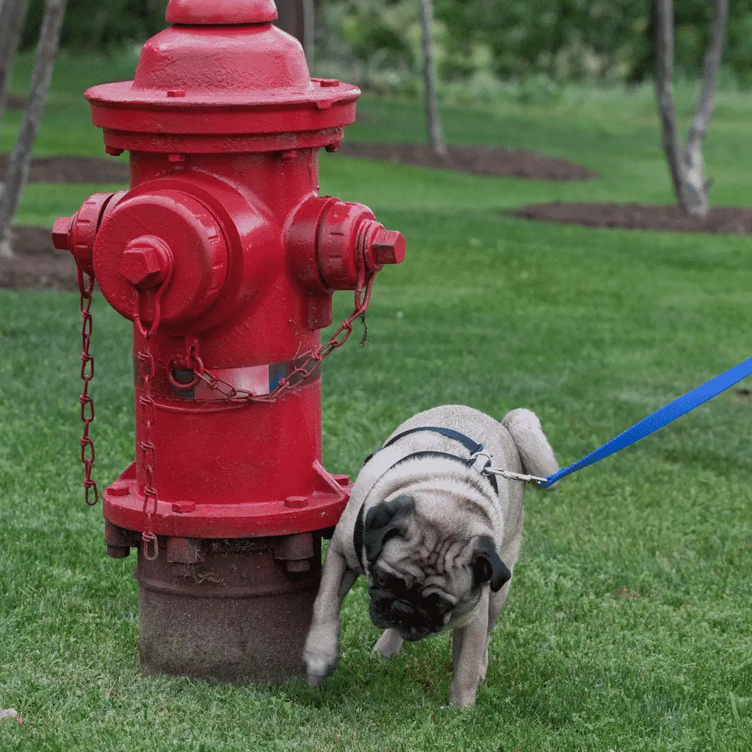 Dogsized - pug peeing on fire hydrant - 1080x1080