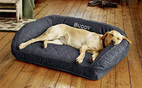 Die Wahl des besten Bettes für Ihren Hund
