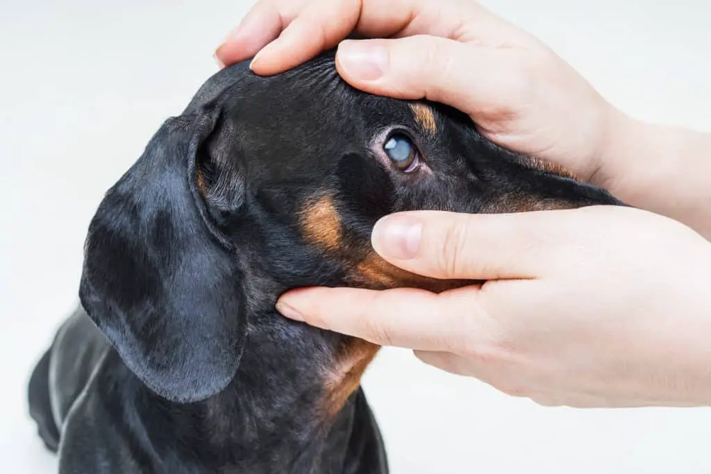 Cataract Surgery For Dogs