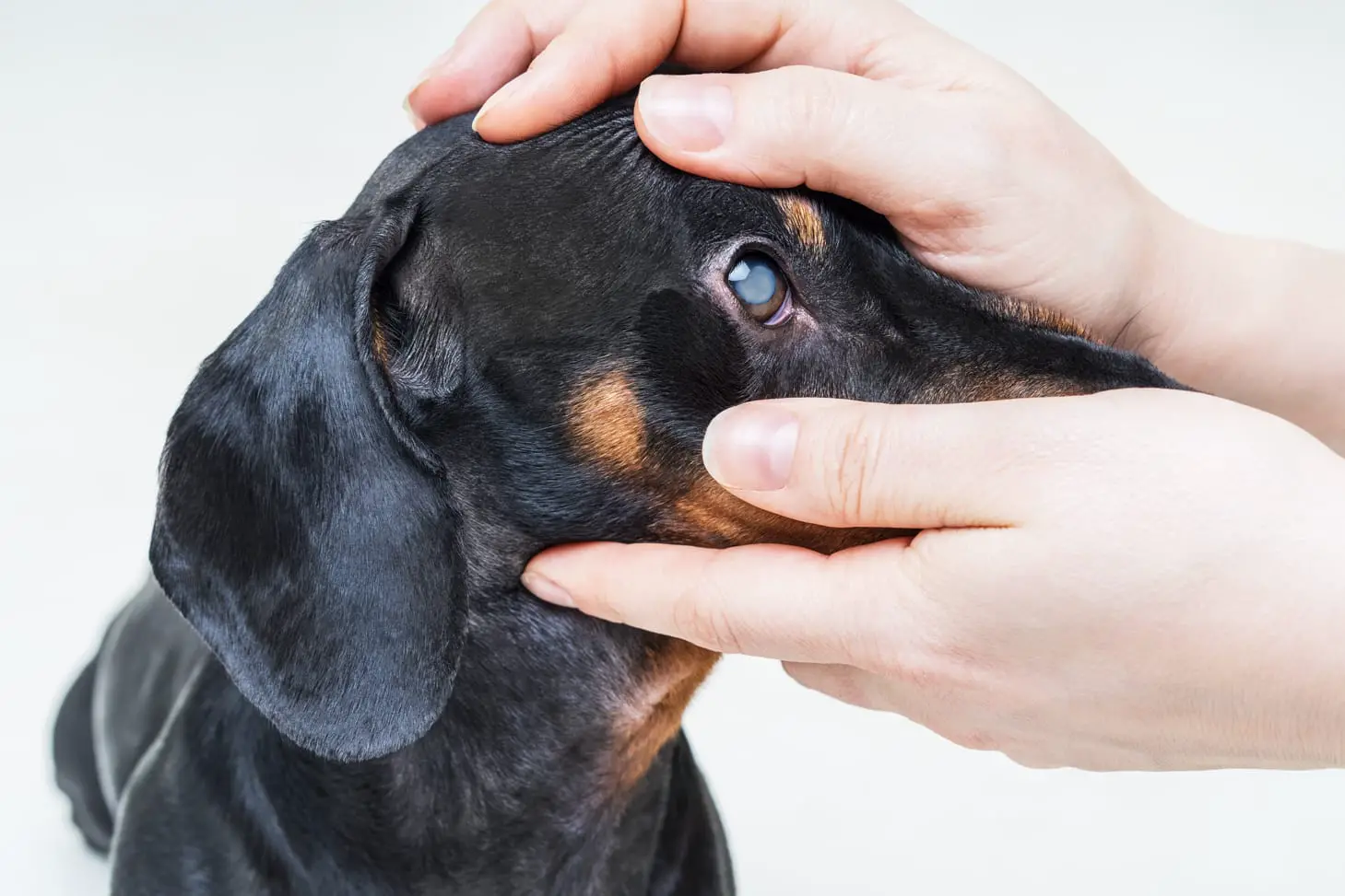 Cataracts In Dogs Surgery What One Dog Owner Shares