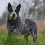 dogsized-australian-cattle-dog-medium-sized-dog