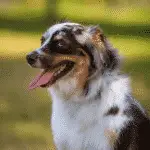hundegroßer-australischer-schäferhund-mittelgroßer-hund
