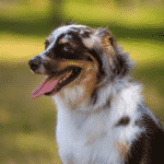 Australian Shepherd