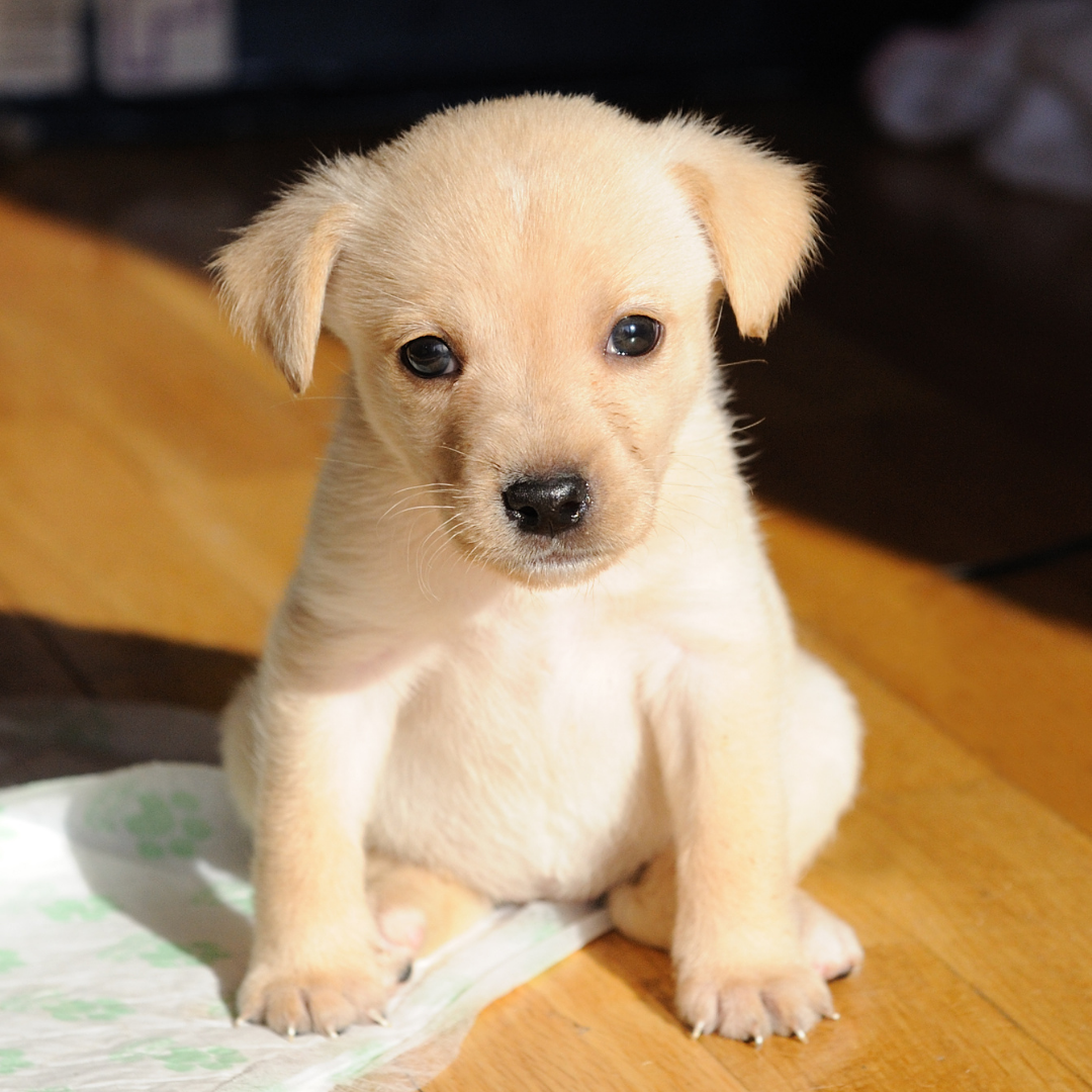 Our list of must have items for your New Puppy!