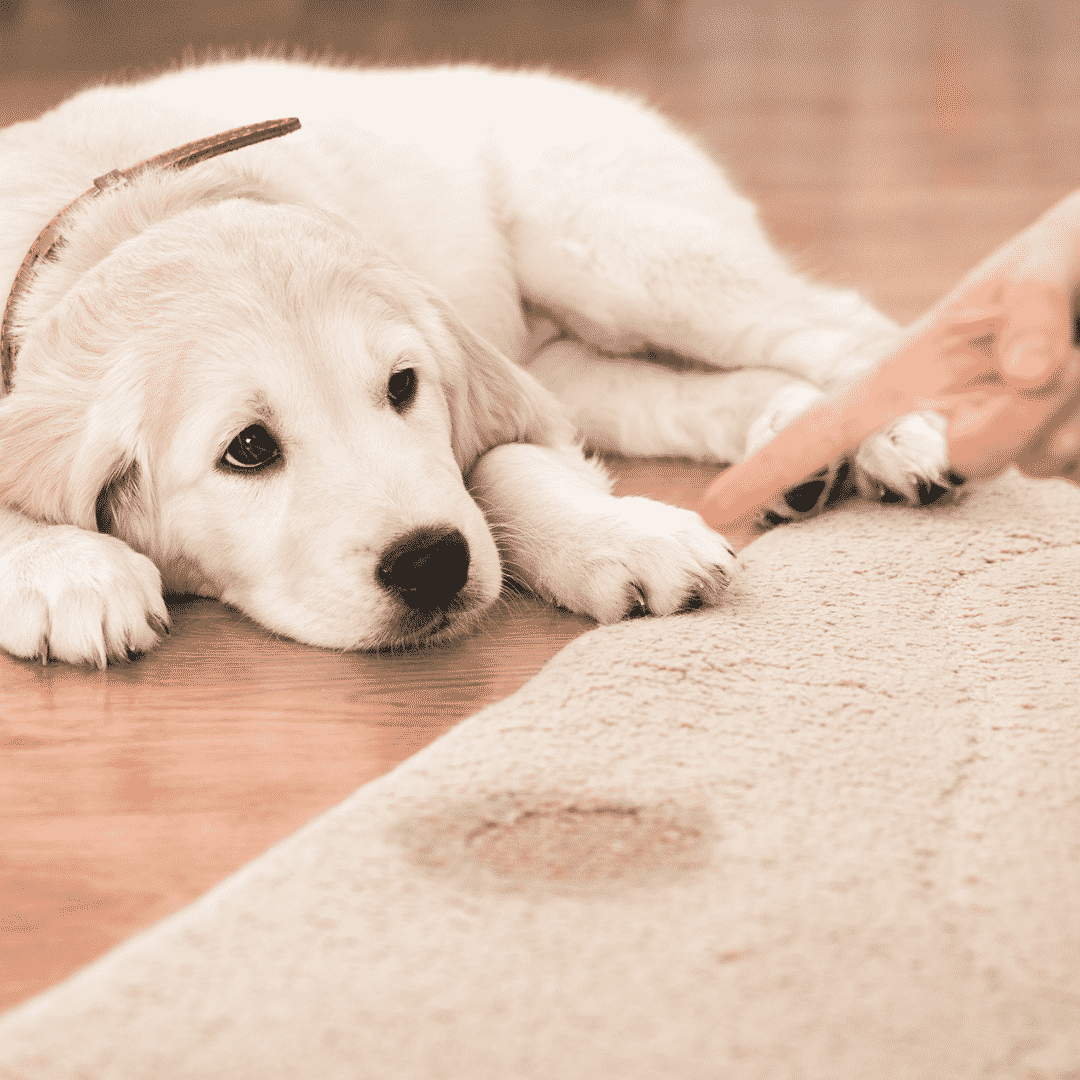 Dog Clean Up and Indoor Dog Potty