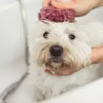 Dog Friendly Blueberry Facial