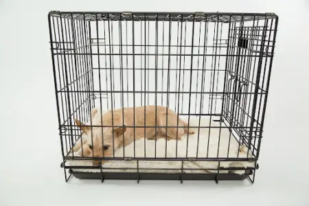 What You Should Know About Dog Crate Sizes