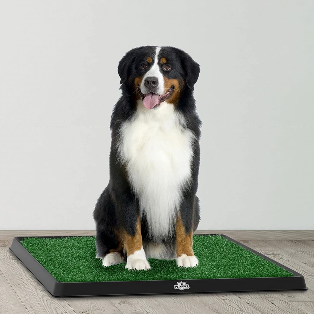 Indoor Dog Potty