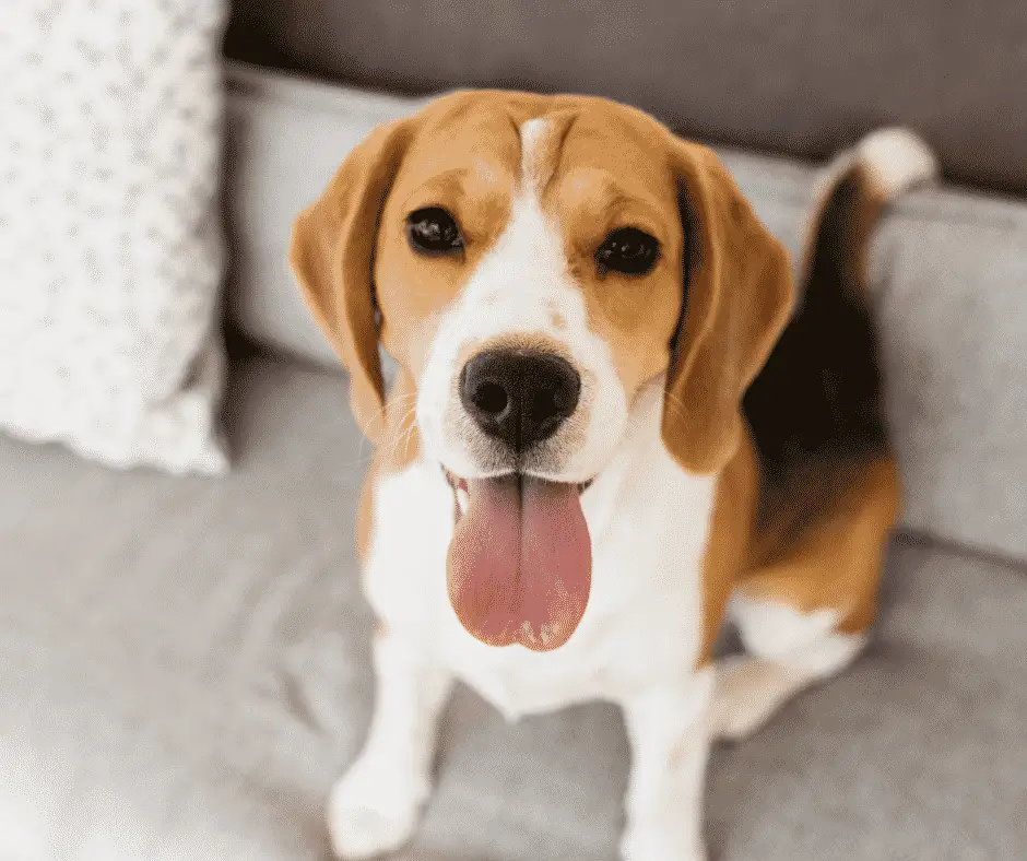 Beagle - Beliebte Hunderassen