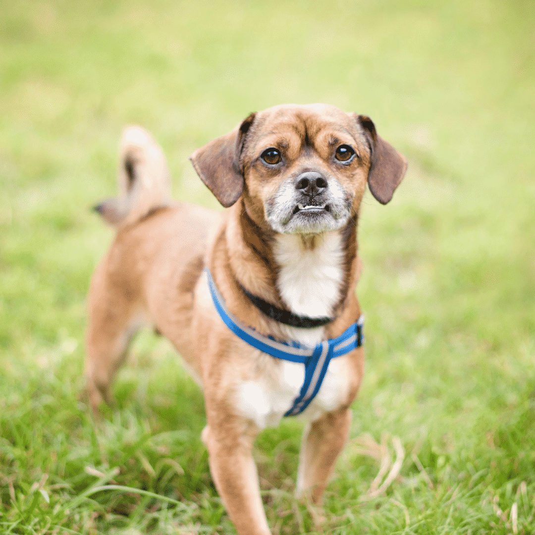 Small Hybrid Dogs For New Fur-Parents Dogsized