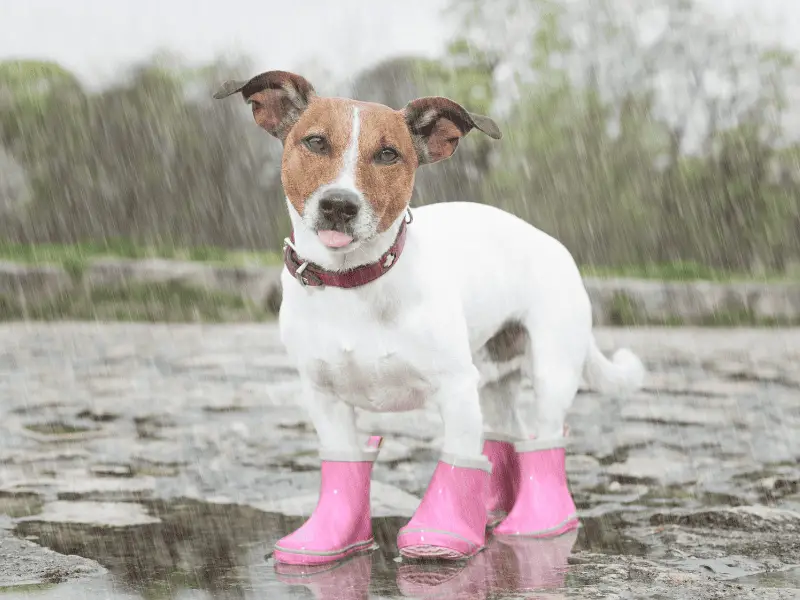Dog Boots pink