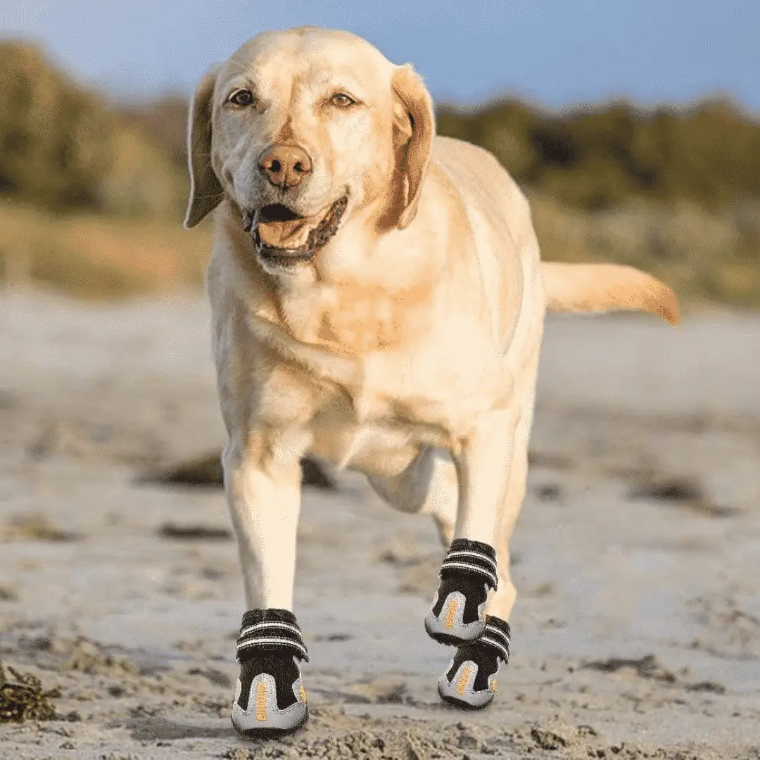 Check Out the Best Dog Boots and What You Should Know