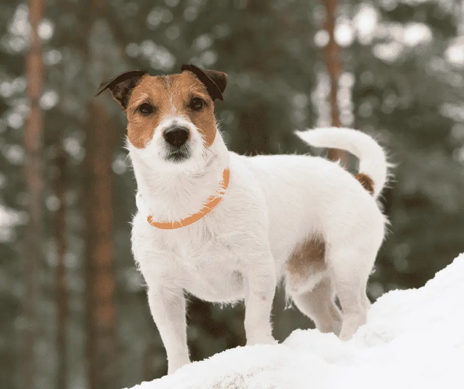 Are LED Dog Collars Safe For Dogs?